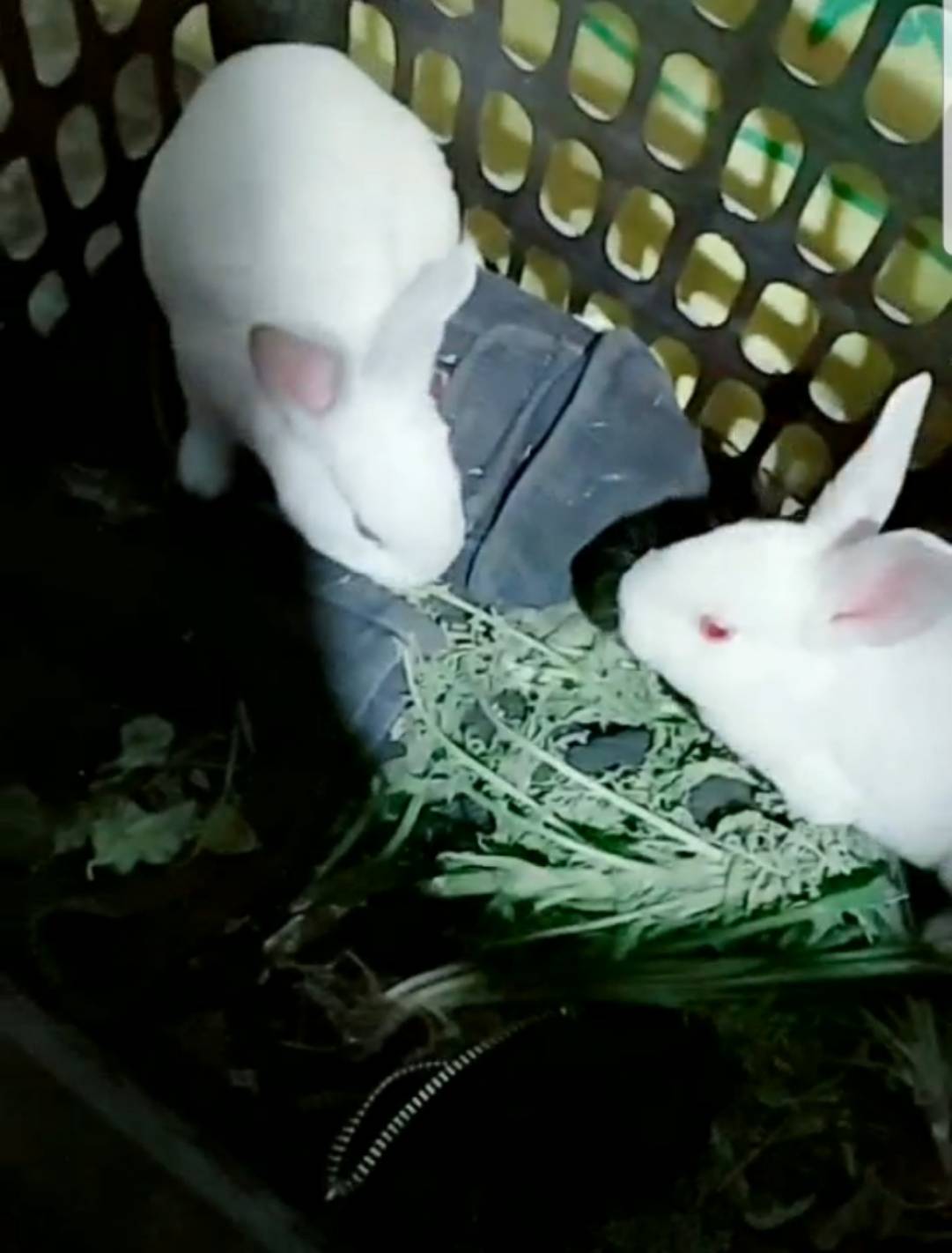 路子宽在老家养的两只小白兔。 受访者供图