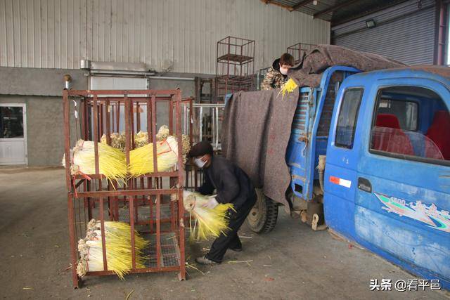 同心战“疫”：平邑6农民带头捐赠100吨蒜黄驰援湖北黄冈